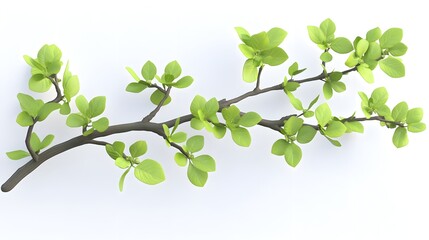 Obraz premium Vibrant spring branch with fresh green leaves, detailed and natural, isolated on a white background, showcasing the beauty of nature's renewal