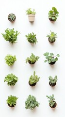 Charming Collection of Potted Plants in Various Styles