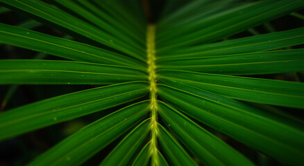 Obraz premium Palm, leaf and green with texture, pattern and nature for plant, tree and tropic. Close-up, foliage and detail with botanical, organic and environment for background