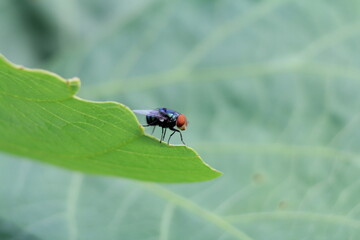 Fototapeta premium small insects looking for food