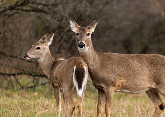 White tailed deer fawn and doe in the fall time in Illinois 