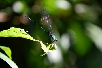 The dragonfly