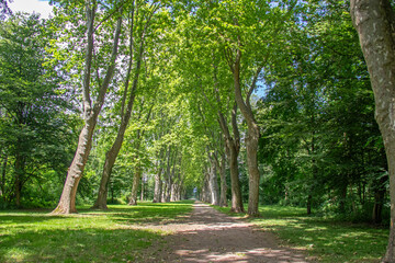 Chemin de terre en sous-bois sous une végétation verte