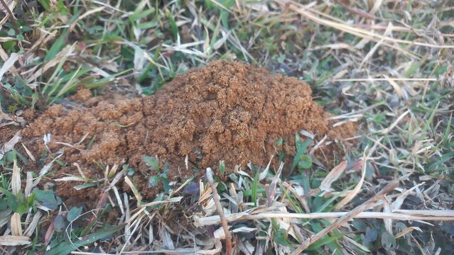 Ants are building their mud house and digging up soil.Ants are digging up soil and taking it out.Ant mound in the ground.Ants work together to build their nest inside the red mud house farm.Ants house