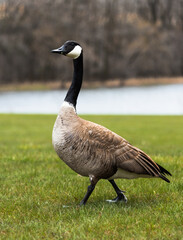 close up of a canadian goose in a grassy field next to a lake