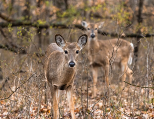 two white-tailed deer in the fall forest