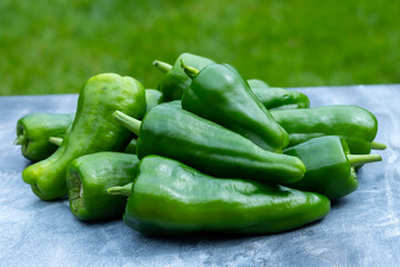 Padron green Spanish pepper or Herbón pepper landrace variety of pepper Capsicum annuum from  municipality of Padron in northwestern Spain