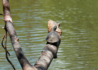 pond slider turtle on log above a pond at morton arboretum in Illinois