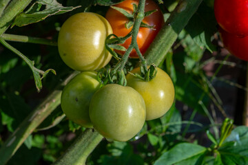 Vine of tomato plant with many big ripening organic tomatoes vegetables in garden close up