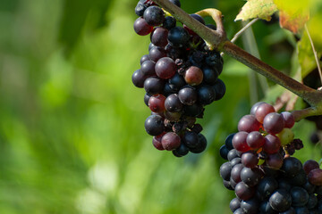 Ripe clusters of pinot meunier or pinot noir grapes at autuimn on champagne vineyards during harvest in September near villages Ludes in Val de Livre, Champange, France