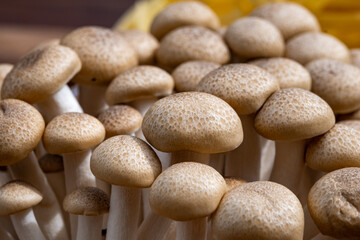 Brown shimeji edible mushrooms native to East Asia, buna-shimeji is widely cultivated and rich in umami tasting compounds