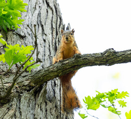 Fox Squirrel (Sciurus niger) in a tree looking at the camera