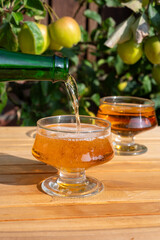 Pouring of french apple cider brut in glass made from new harvest apples outdoor in sunny orchard
