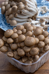Brown shimeji edible mushrooms native to East Asia, buna-shimeji is widely cultivated and rich in umami tasting compounds
