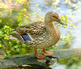 female mallard duck standing on a log in a pond