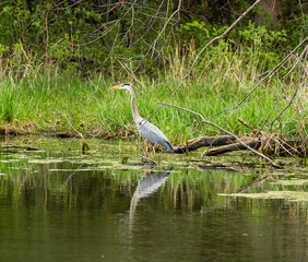 sandhill crane walking on the edge of a marsh