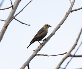 Close up of Female brown-headed cow girl on a branch in Illinois