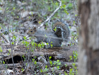 eastern gray squirrel on a fallen tree branch looking at the camera in the deep woods