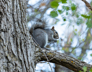 eastern gray squirrel eating an acorn on a branch in the forest