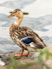 female mallard duck standing on a rock next to a lake