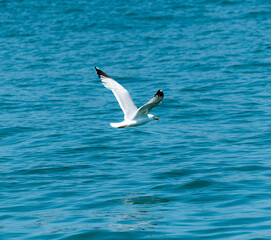 seagull mid flight flying over Lake Michigan