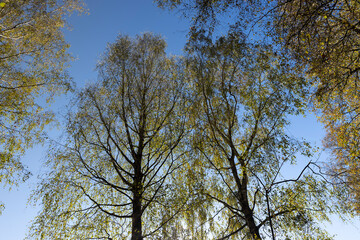 yellowing birch foliage against a blue sky in sunny autumn weather