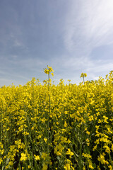 blue sky with clouds and yellow canola