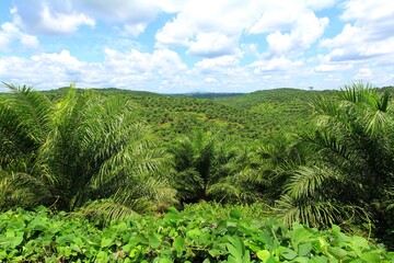 There are many oil palm plantations in Indonesia