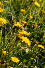 dandelions blooming in the green grass in spring