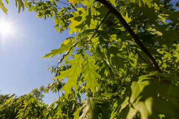 oak leaves in spring with blue sky