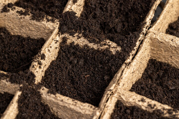 cardboard cups for seedlings with fertile soil