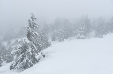 Naklejka premium Lonely snow covered pine tree in the mountain in winter. Mist at the forest wintertime. Troodos mountains Cyprus