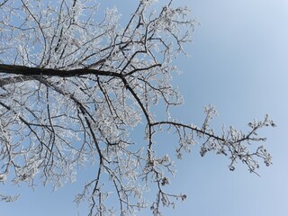 snow branches against sky