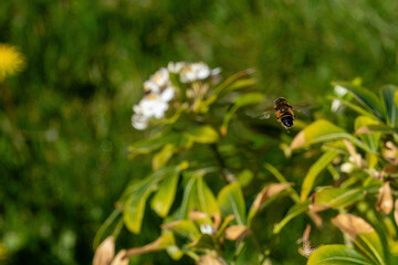 bee on a flower
