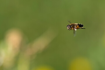 bee flying