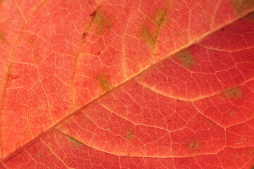 close up of a read leaf