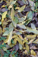 yellow pomegranate leaves on the ground in winter