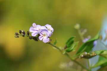 beautiful flower of Duranta erecta