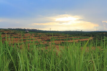 Fototapeta premium There are many oil palm plantations in Indonesia