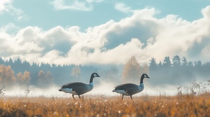 Obraz premium A pair of geese waddling across a meadow, with fluffy clouds and distant trees in the background