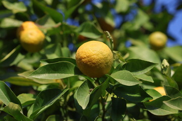 close up of citrus aurantium (bitter orange)