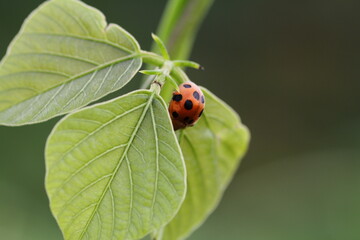 Fototapeta premium small insects looking for food