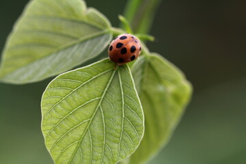 small insects looking for food