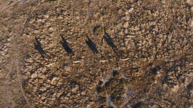 Aerial top down shot of zebra group running on dry landscape of Africa. Sunny day in Serengeti National Park, Tanzania.