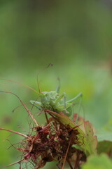 ants on the grass
