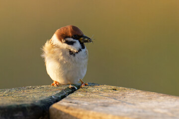 Feldsperling bei der Futtersuche	