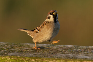 Feldsperling bei der Futtersuche	