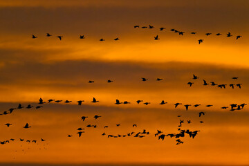 Graugänse im Flug in der Abendsonne an der Oder im Herbst	