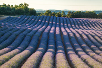 Fototapeta premium Lavender Fields in Brihuega, Spain - A Summer Dream