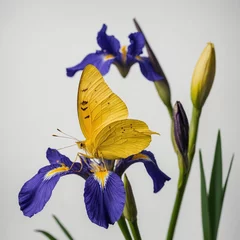 Selbstklebende Fototapeten A bright yellow butterfly sitting on a royal blue iris flower against a white background. © atif